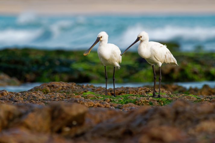 Cape Verde Islands Eurasian Spoonbill ©phototrip GettyImages