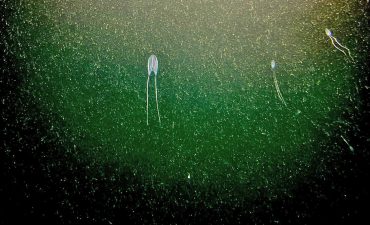 SCE Maiden Dive Stromness South Georgia Scenic Neptune 003