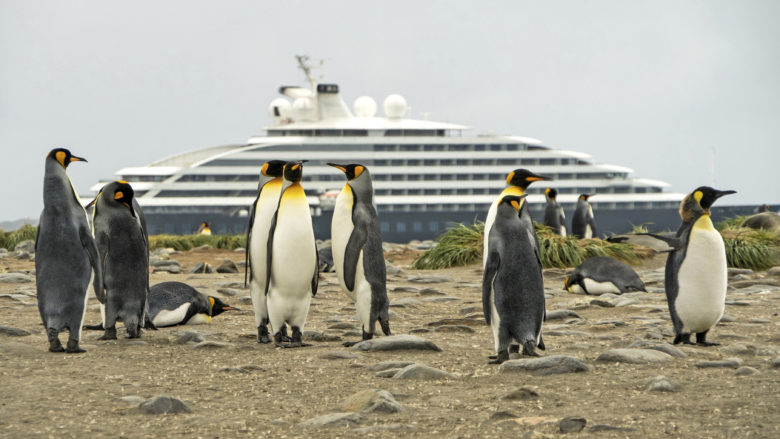 SE Falklands King Penguins Niko Paulin 002