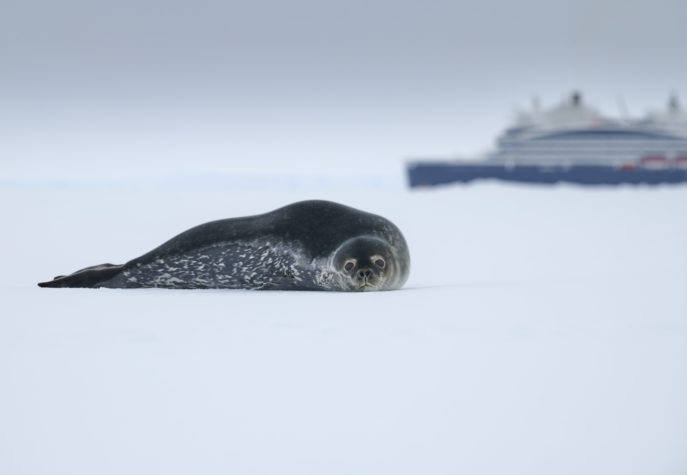 21Dec19h49m59s Charcot Island ©MLouagie LOU 1845