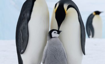 Viking Expeditions to sail to remote South Georgia Island and new South American journeys over the next two years.
