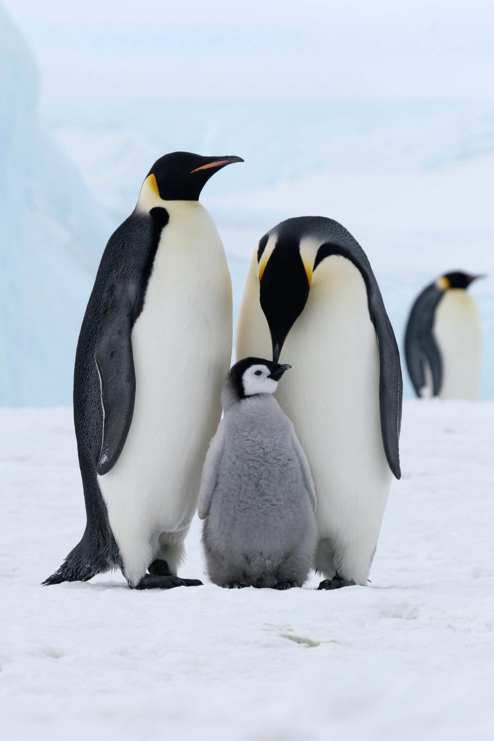Viking Expeditions to sail to remote South Georgia Island and new South American journeys over the next two years.
