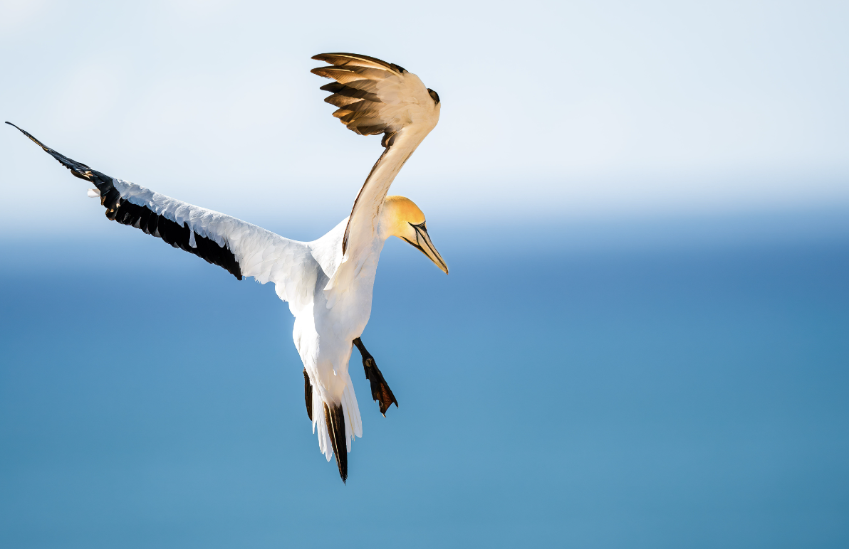 Ponant goes remote: revealing 12 brand new departures for summer 2023/2024