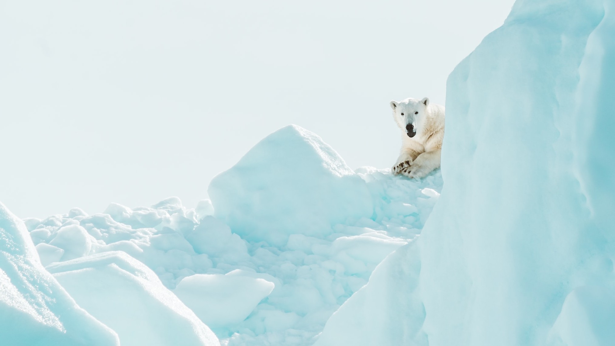 PolarBearIce
