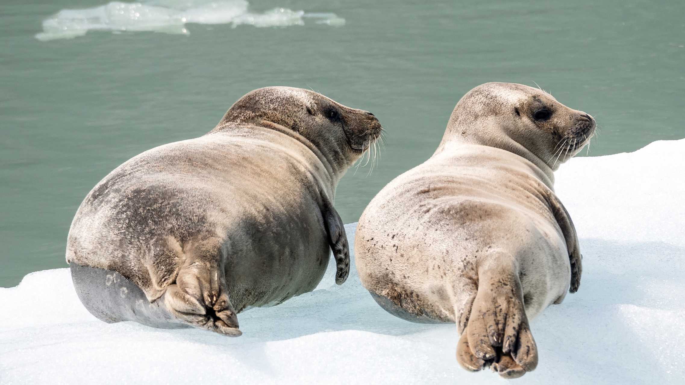 SealsIce