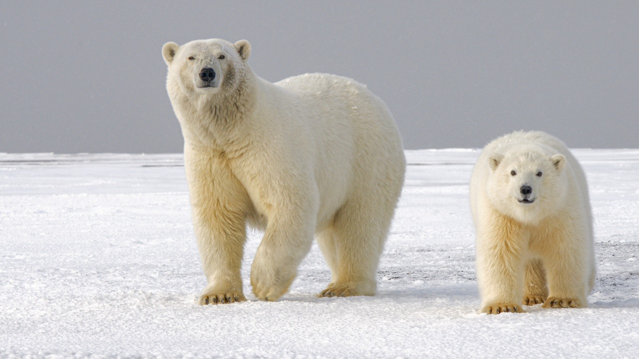 polarbears
