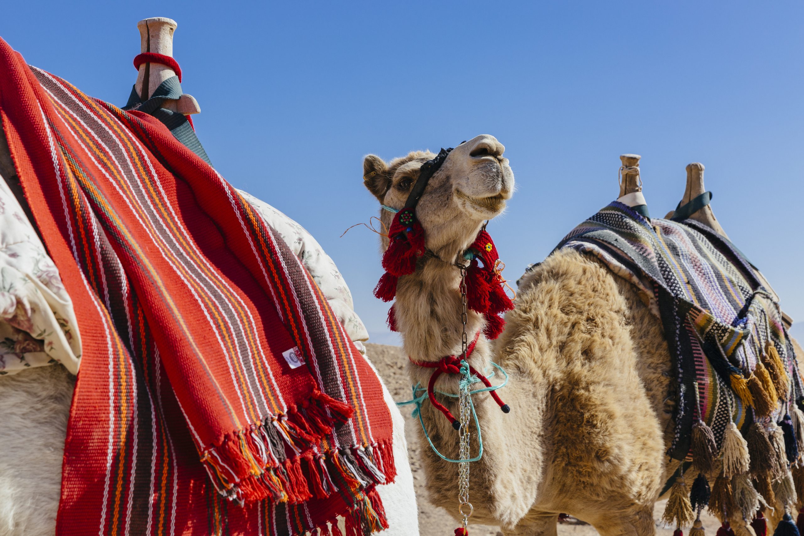 camels | six senses
