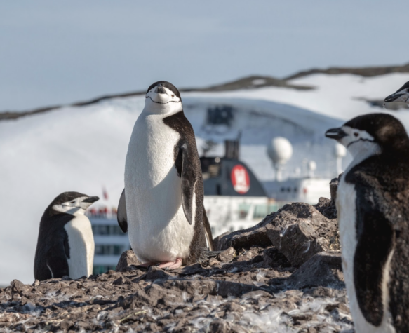 penguins