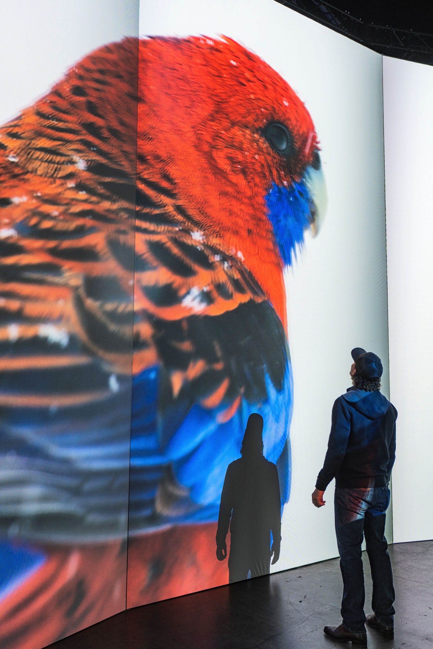 Australian Geographic - Giant painting