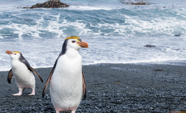 Coral Expeditions set to make its first visit to the Sub-Antarctic