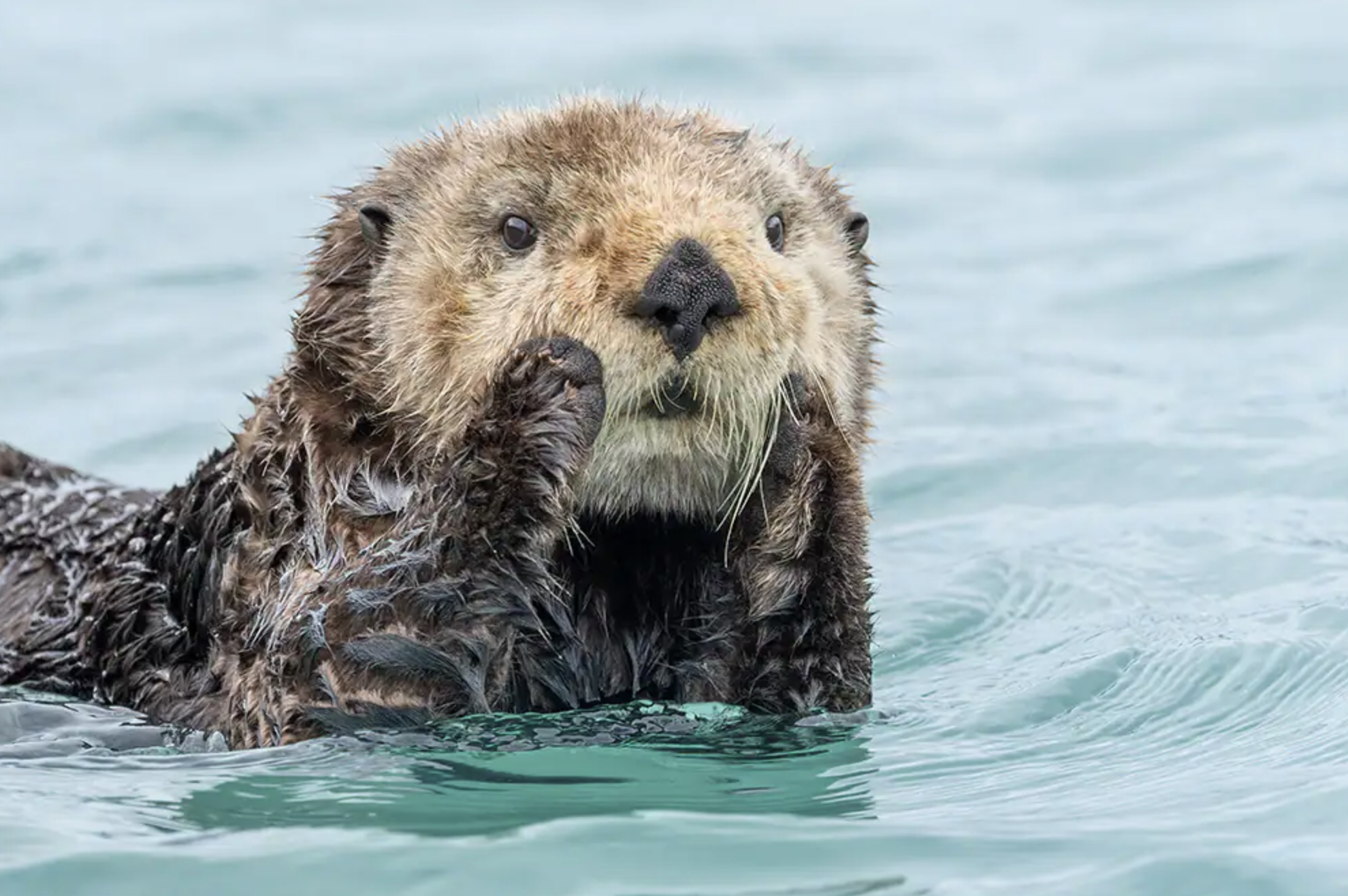 Otters in Alaska