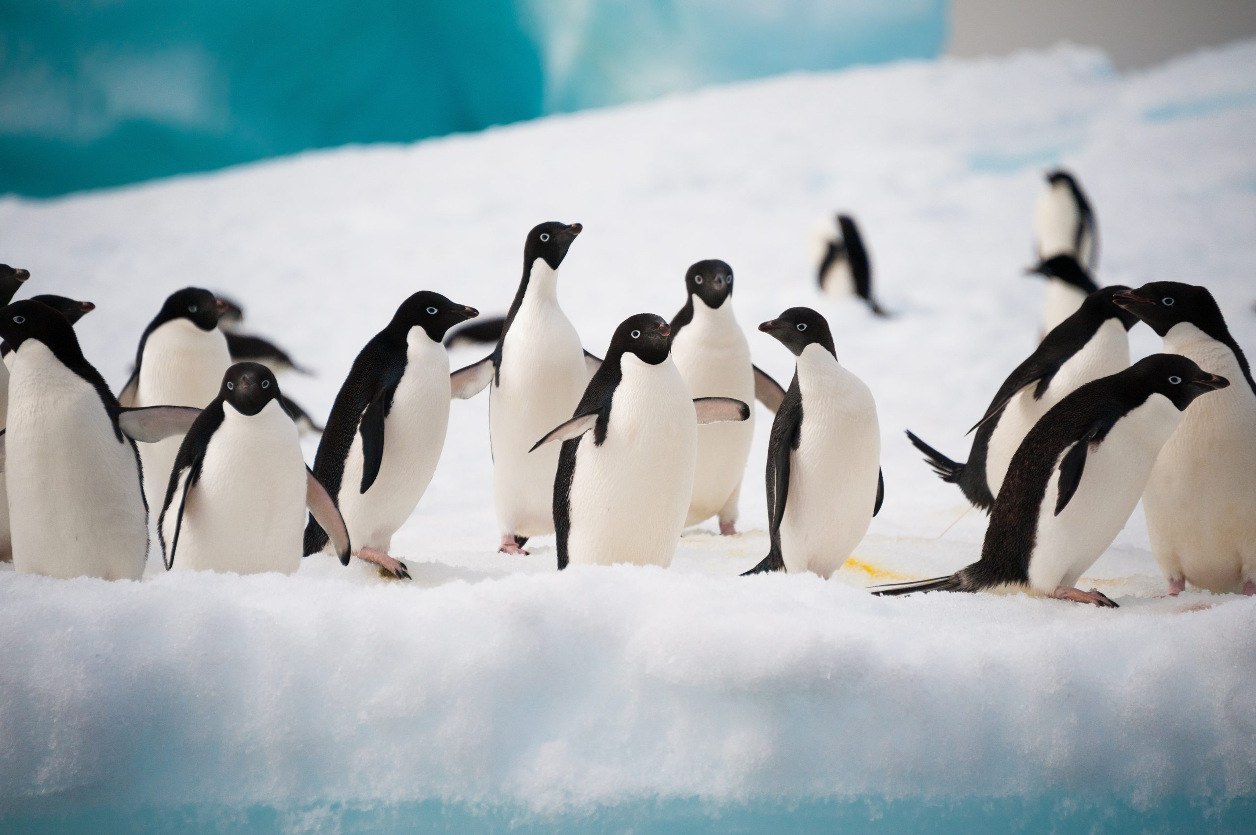 Exploring the White Continent with Ponant