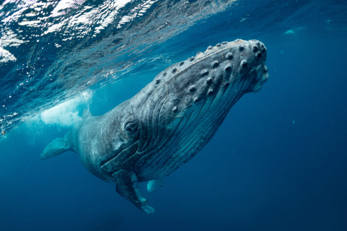 humpback whale