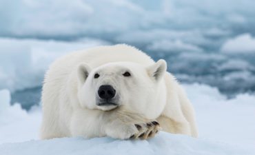 Arctic Polar Bear