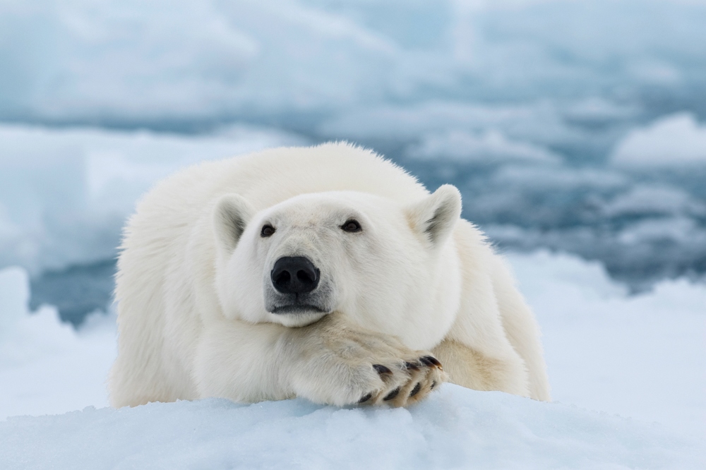 Arctic Polar Bear