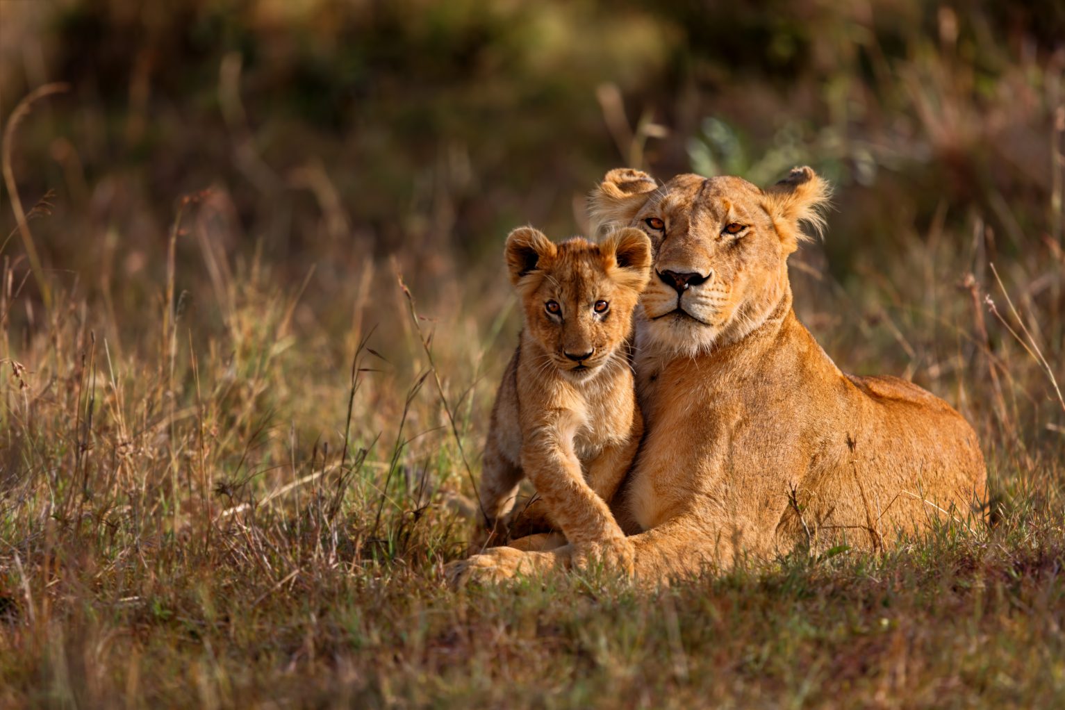 shutterstock 238384645 Pilanesberg National Park