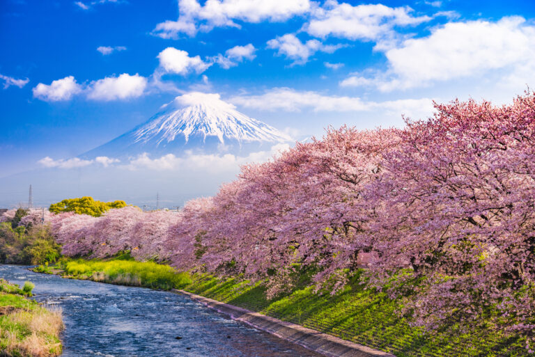 Mt. Fuji, Japan and river in spring.