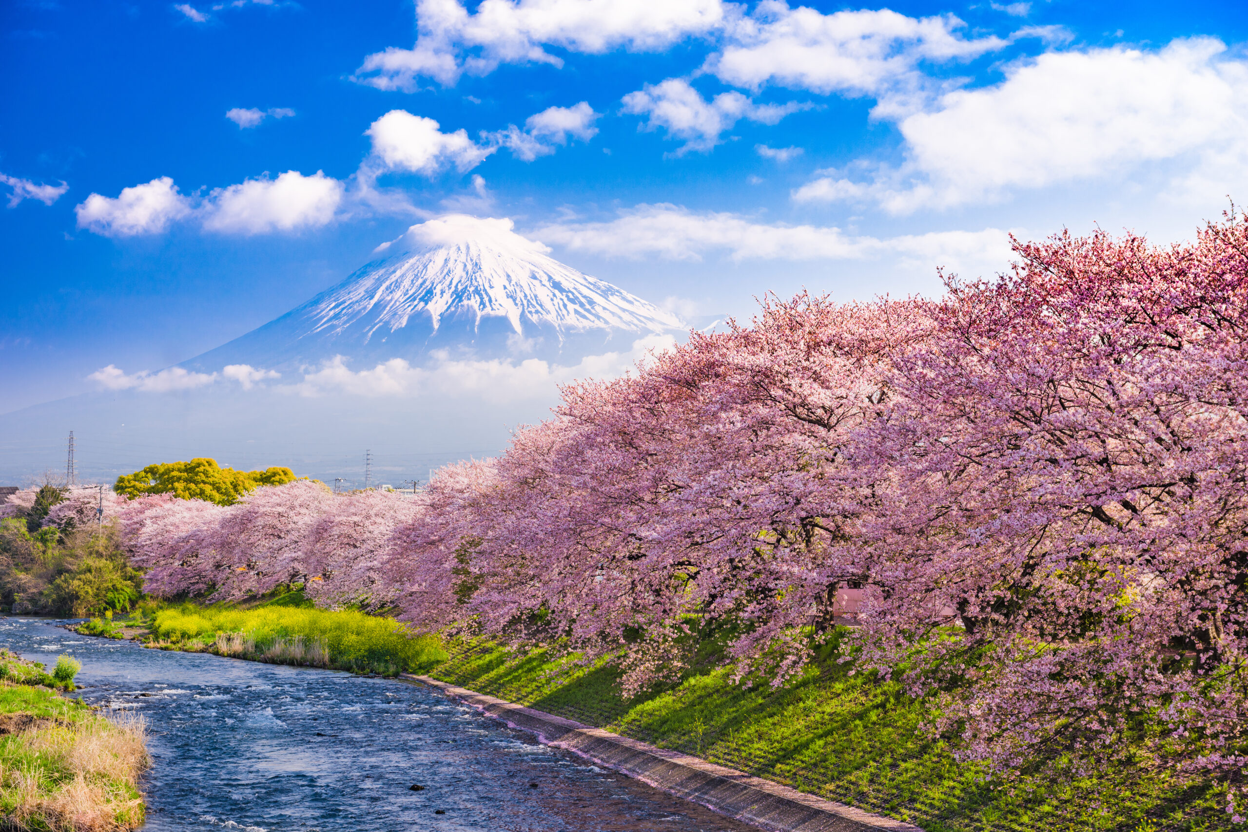 Mt. Fuji, Japan and river in spring.