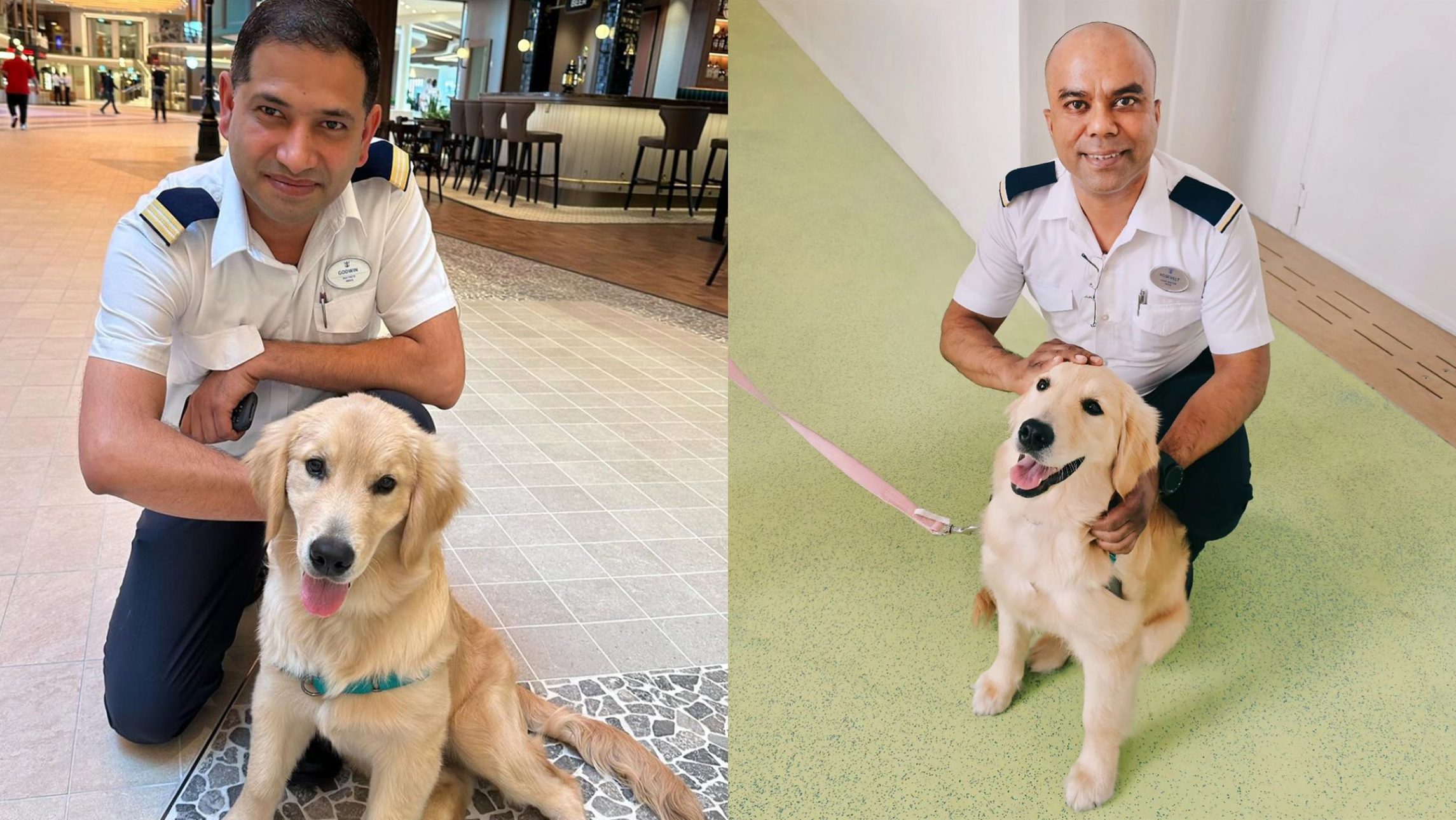 Rover the Icon of the Seas dog
