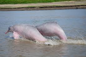 The Amazon River
