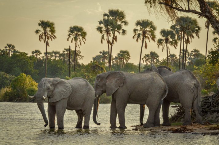 Chobe River