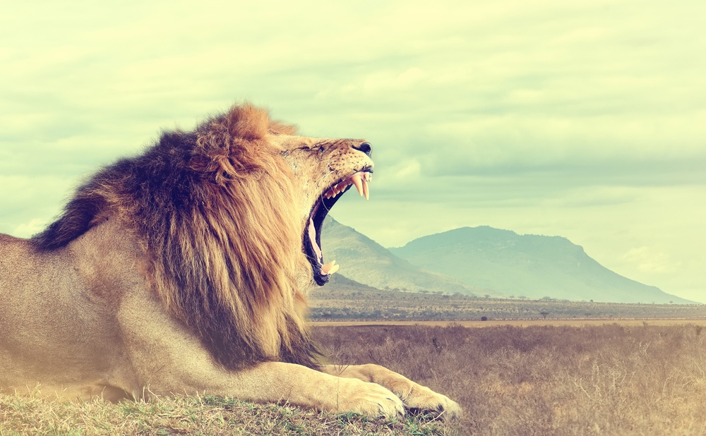 Viking set to offer safaris