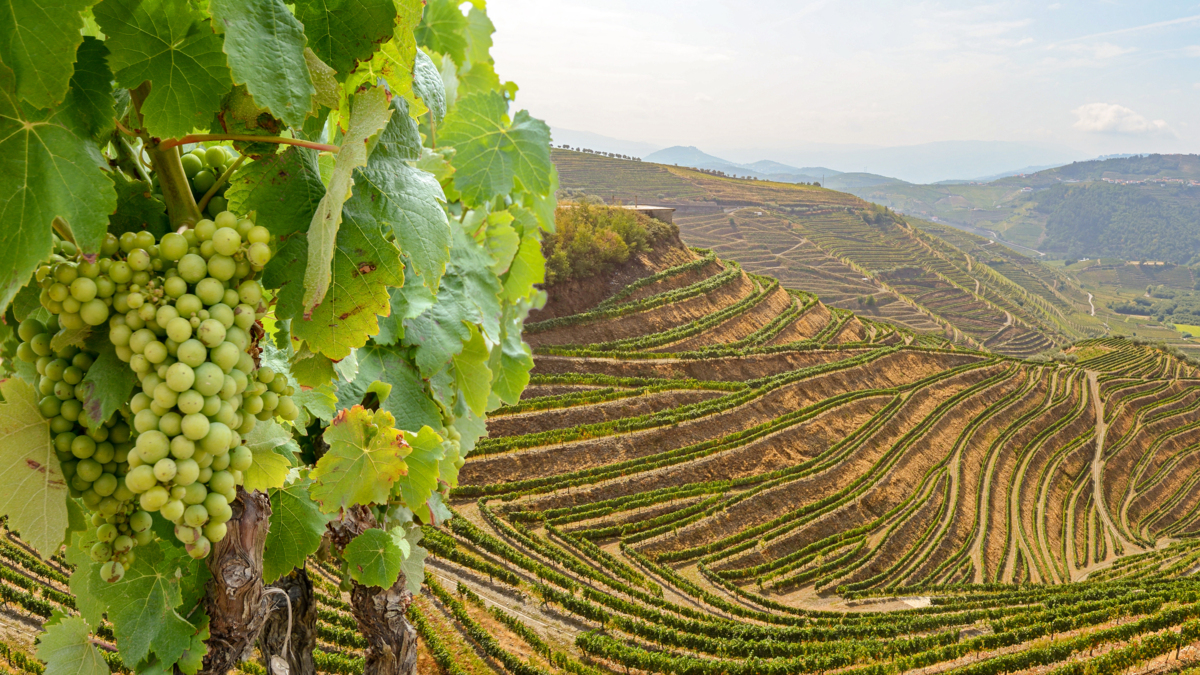 vineyard uniworld excursion