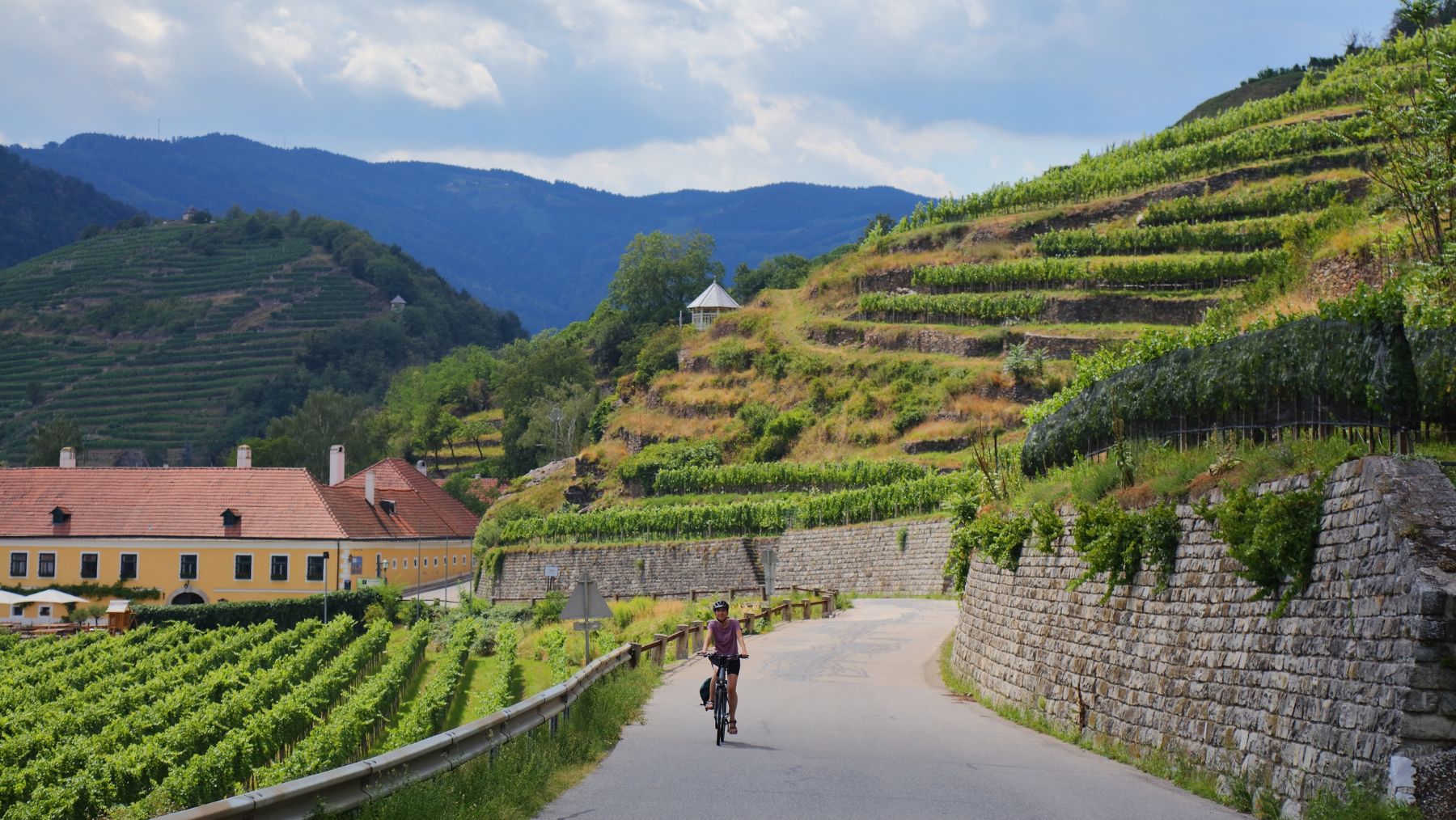 Bicycle tourist among vineyards in Austria Wachau wine region donauradweg bicycle way (Danube River Bicycle Route) near Spitz.