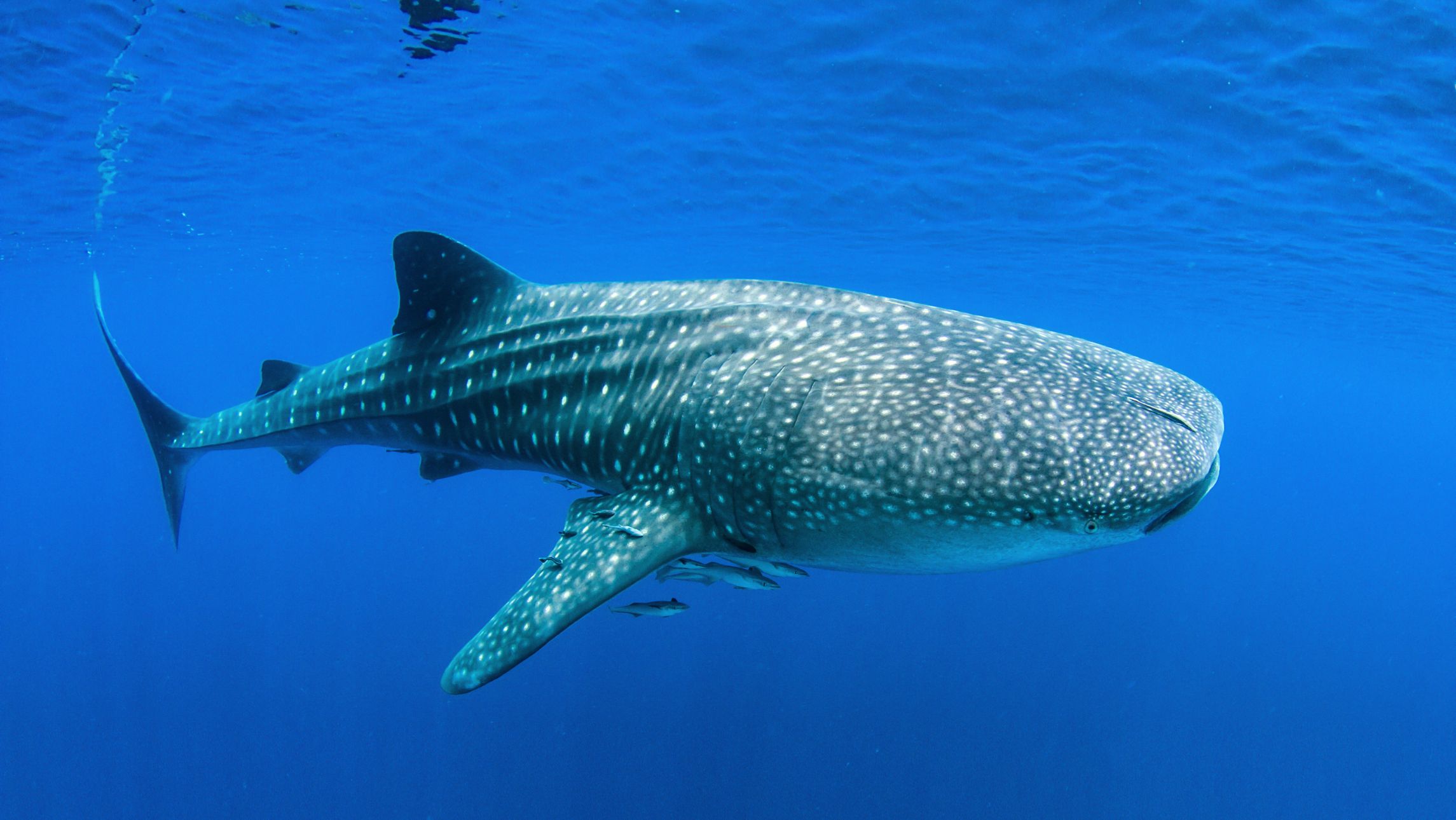 whale sharks