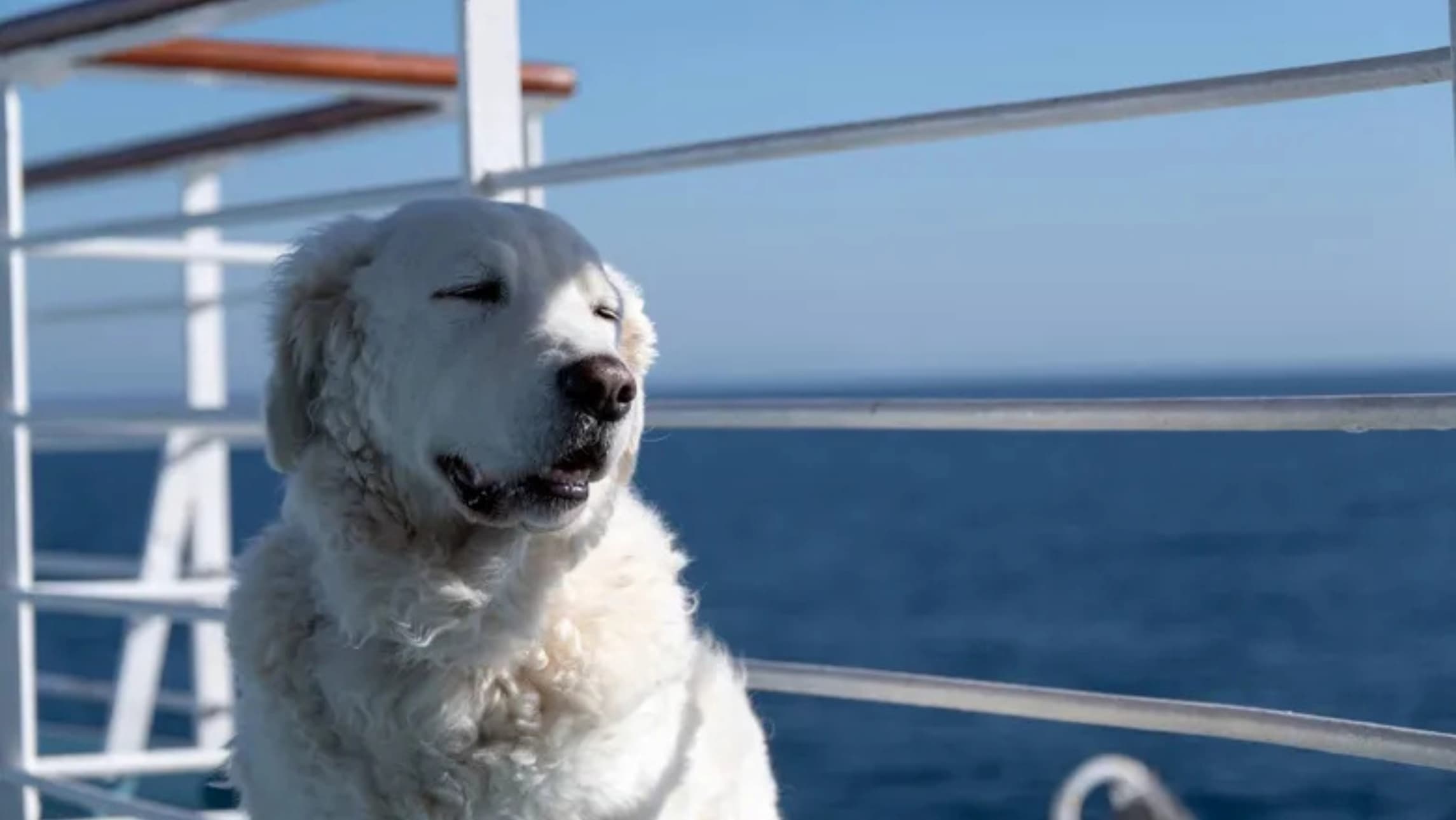 A dog on a cruise ship